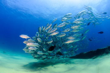 Fototapeta premium trevally baitball