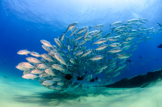 trevally baitball
