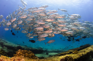 Fototapeta premium trevally baitball