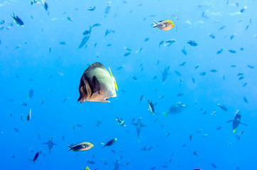 Fototapeta na wymiar (Prionurus punctatus) Yellowtail Surgeonfish. reefs of the Sea of Cortez, Pacific ocean. Cabo Pulmo, Baja California Sur, Mexico. Cousteau named it The world's aquarium.