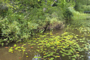 waterfront water lilies , lake and environment