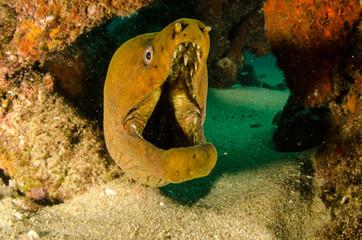 Fototapeta premium Panamic Green Moray Eel (Gymnothorax castaneus), mouth wide open resting in reefs of the Sea of Cortez, Pacific ocean. Cabo Pulmo, Baja California Sur, Mexico. The world's aquarium.