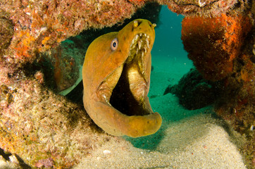 Fototapeta premium Panamic Green Moray Eel (Gymnothorax castaneus), mouth wide open resting in reefs of the Sea of Cortez, Pacific ocean. Cabo Pulmo, Baja California Sur, Mexico. The world's aquarium.
