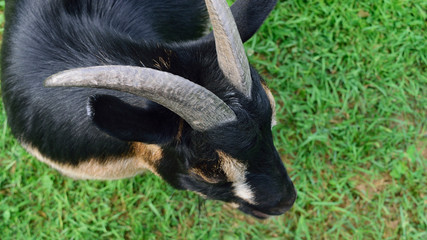 Horned Dwarf Goat from Above