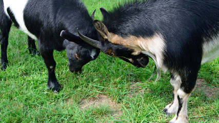 Playful Goats Facing Off