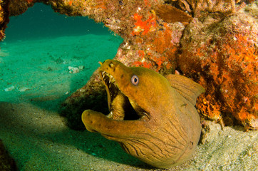 Fototapeta premium Panamic Green Moray Eel (Gymnothorax castaneus), mouth wide open resting in reefs of the Sea of Cortez, Pacific ocean. Cabo Pulmo, Baja California Sur, Mexico. The world's aquarium.