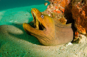 Fototapeta premium Panamic Green Moray Eel (Gymnothorax castaneus), mouth wide open resting in reefs of the Sea of Cortez, Pacific ocean. Cabo Pulmo, Baja California Sur, Mexico. The world's aquarium.
