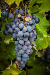 Red wine grapes on the vine with green leaves
