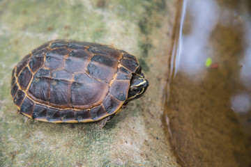 Malayemys macrocephala turtle in nature