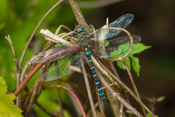 Dragonfly on a branch.