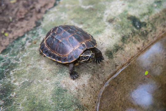 Malayemys macrocephala turtle in nature