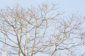 Fototapeta na wymiar Naked branches of a tree