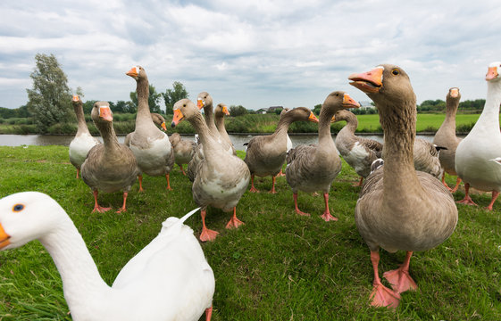 begging geese