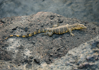 Close-up of water monitor or Varanus salvato crawl beside natural lake at Thailand