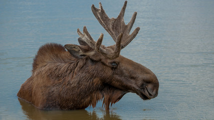 Moose staying cool in the water