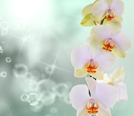 Naklejka na ściany i meble Orchid flowers on abstract background
