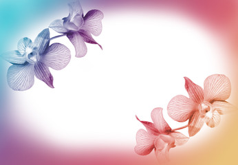 vivid color flower in soft style for background