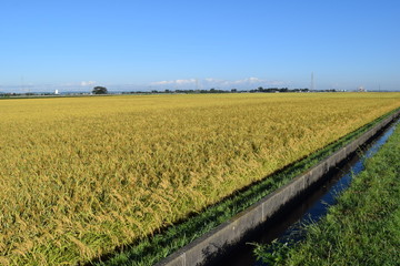 Fototapeta na wymiar 稲刈り前の稲穂／山形県の庄内地方で、稲刈り前の稲穂を撮影した写真です。