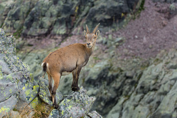 Ibex on rock