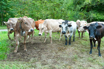 Some cows before milking