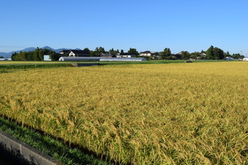 稲刈り前の稲穂／山形県の庄内地方で、稲刈り前の稲穂を撮影した写真です。