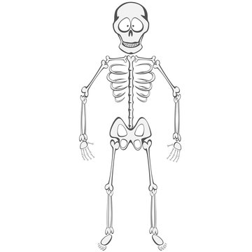 Skeleton Buddy - A funny skeleton mascot standing and smiling