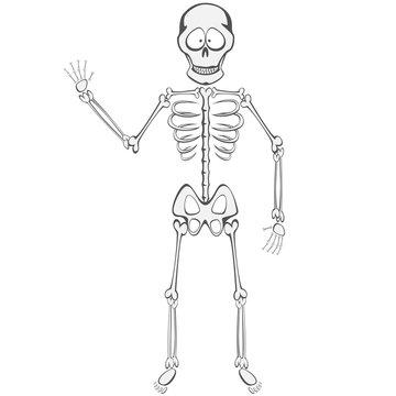 Skeleton Buddy - A funny skeleton mascot standing and waving