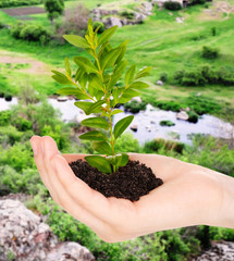 Female hand with soil and green plant on nature background