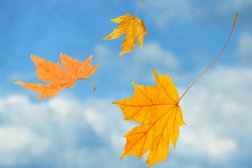 Beautiful autumn leaves flying on a wind