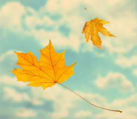 Beautiful autumn leaves flying on a wind