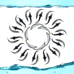 Circular ornament made with fish isolated on white