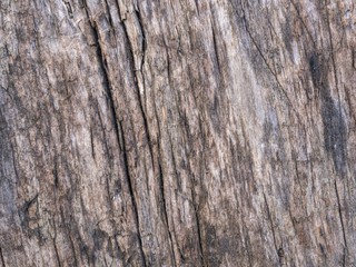 Old wood texture