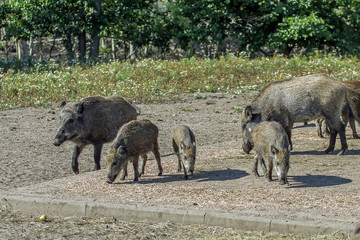 Wild boar is looking for a  pet