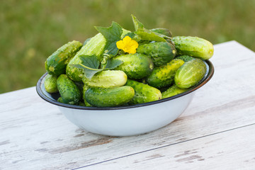 Cucumbers in metal bowl in garden on sunny day
