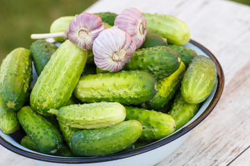 Cucumbers and garlic in metal bowl in garden on sunny day