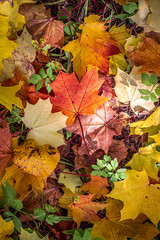 Naklejka na ściany i meble Background from bright autumn leaves