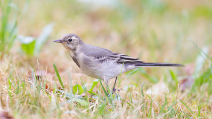 Fototapeta premium Yellow wagtail, female
