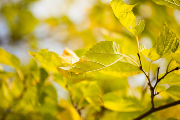 Obraz premium autumn leaves.