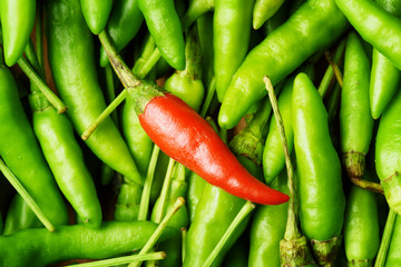 Top view of one red hot chili pepper among a lot of green