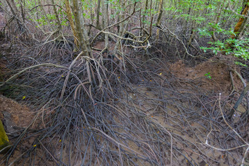 Close up of Mangrove root in mangrove forest at Ranong,Thailand