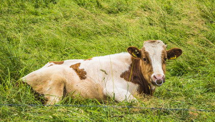 vache couché dans le pré