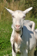 Fototapeta premium white goat