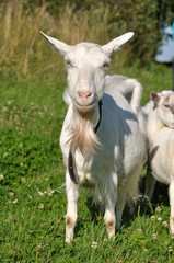 white goat