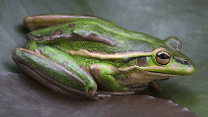 Green Frog on Lilly Pad