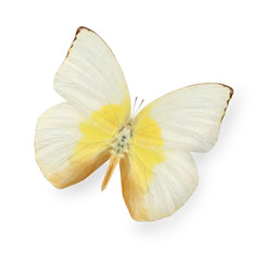 Yellow and beige butterfly isolated on white