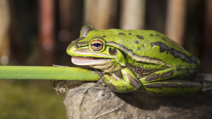 Light green Frog in pond on a reed