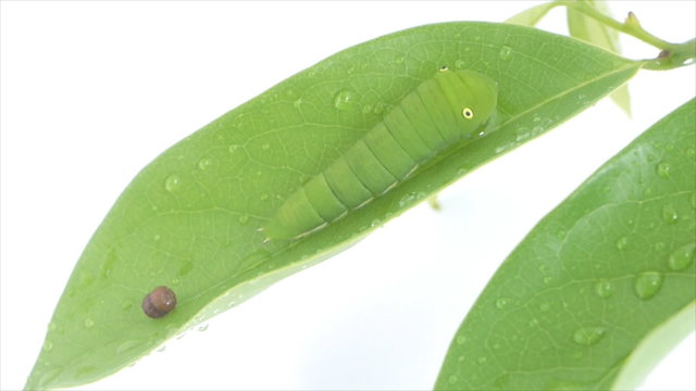 Green caterpillar just defecated on Ylang-Ylang leaf and white background