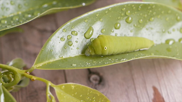 Green caterpillar on Ylang-Ylang leaf and wooden background