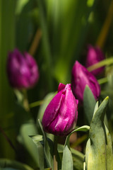 closeup of purple tulips