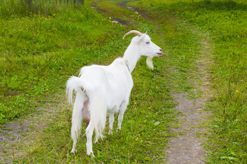 white goat in the village